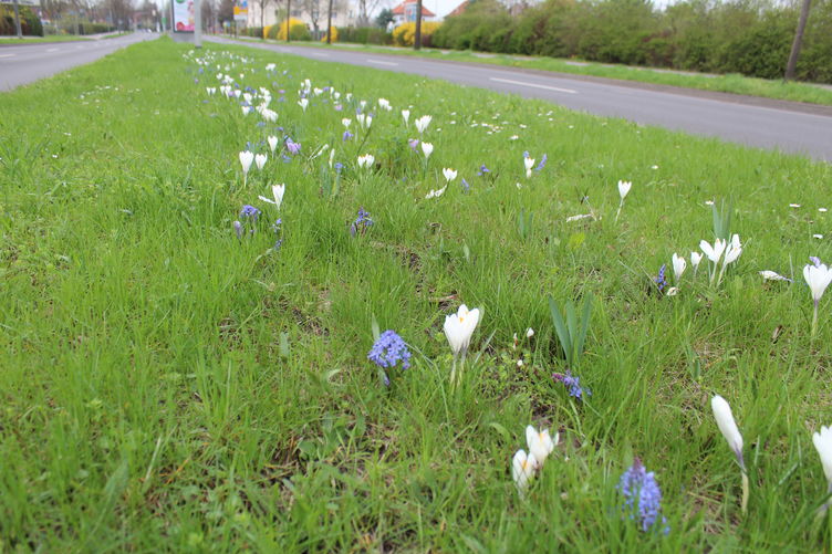 Blauweiße Blumenmischung in der Albert-Vater-Straße