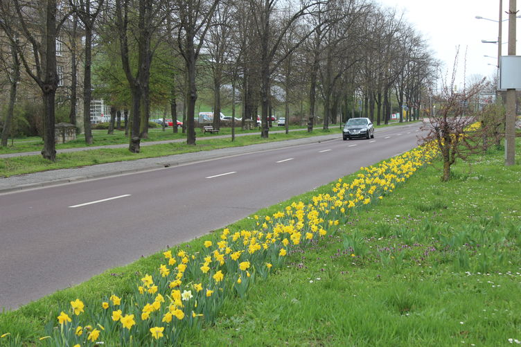 Aufblühende Narzissenmischung 