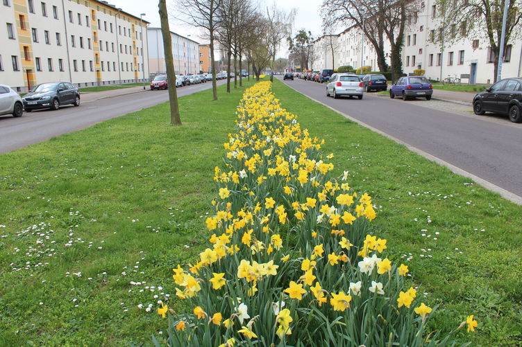 Volle Narzissenblüte in der Friedrich-Ebert-Straße