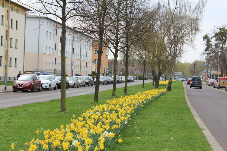 Streifen mit blühenden Blumenzwiebeln entfalten eine eindrucksvolle Fernwirkung