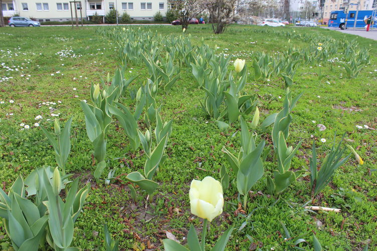 Erste knospende Tulpen in der Jakobstraße 