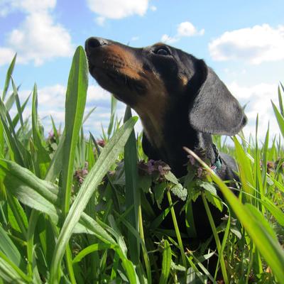 Bild vergrößern: Hundeauslaufwiesen der Landeshauptstadt Magdeburg