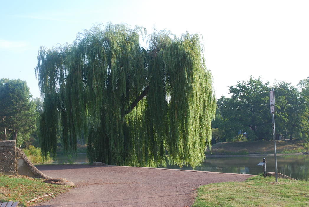 Rotehornpark: Weiden am Adolf Mittag See