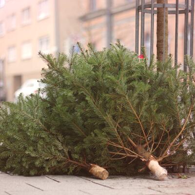 Weihnachtsbaumentsorgung und Reinigung am Neujahrstag